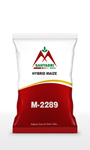 Sahyadri Maize M 2289